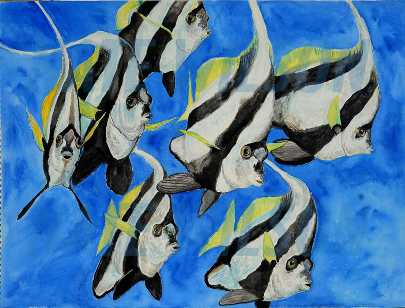 bannerfish-1.jpg
