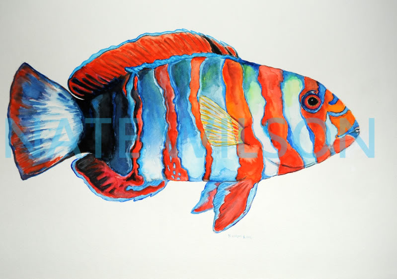 harlequintuskfish.jpg