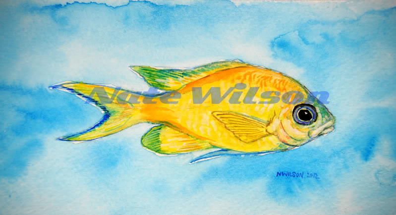 yellowchromis.jpg