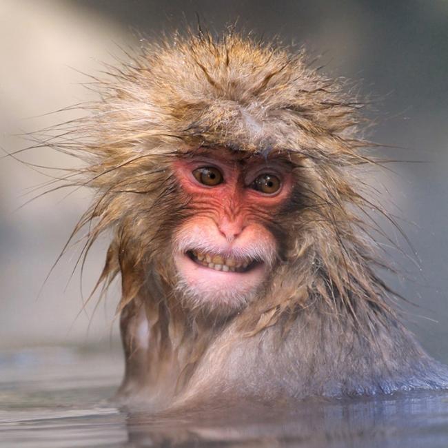 An-Ugly-Wet-Monkey.jpg