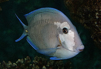 hlle-humblefish-jpg.464582