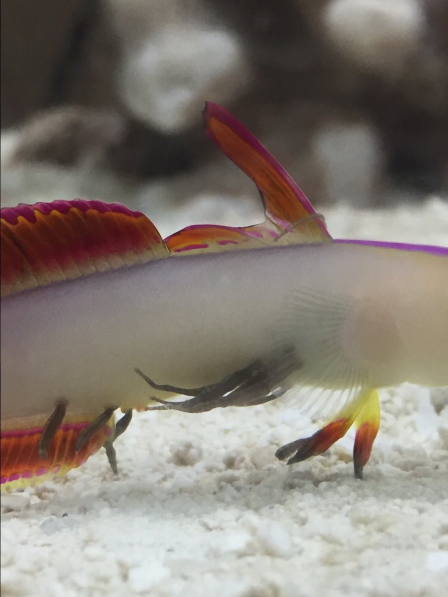 piscicolidae-worm-alexis-terlep-jpg.464508