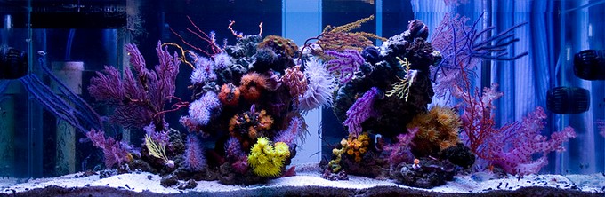 MG_1080-Reef-Builders.jpg