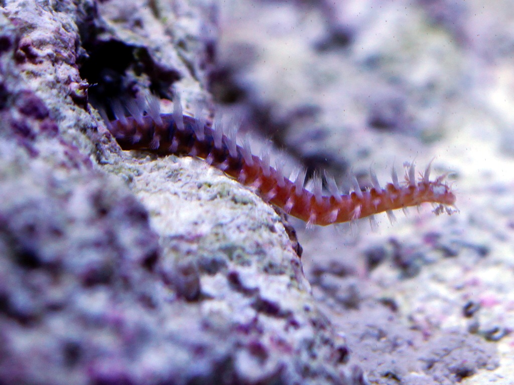 Bristleworm-coming-out-of-hole-in-rock.jpg