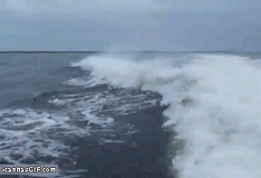 funny-gif-dolphins-jumping-bump.gif