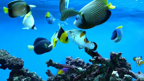 marine-fish-feeding-frenzy.jpg