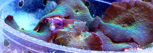 14161.Neon_Orange_Spot_Aquamarine_Mushrooms.f.jpg