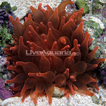 p-81338-anemone.jpg