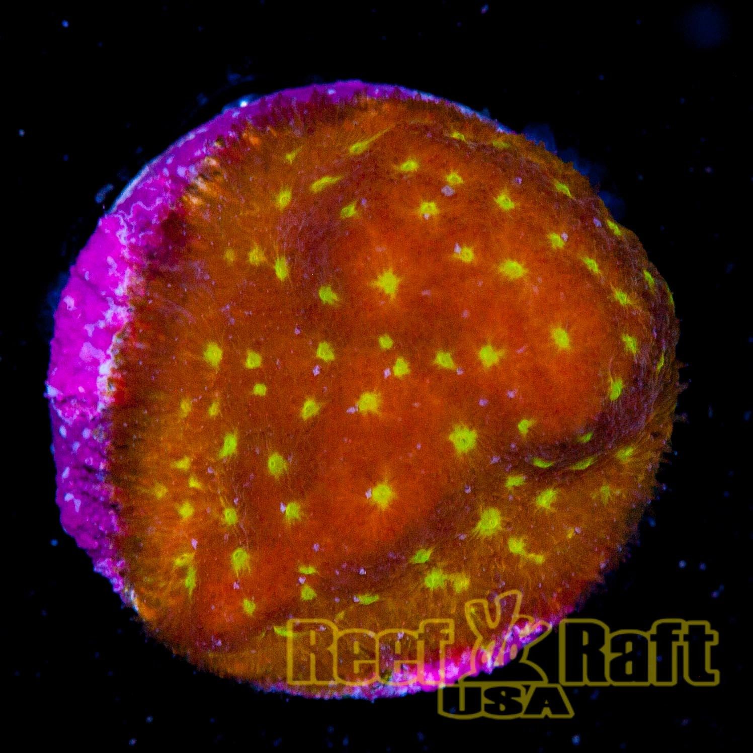reef-raft-usa-outer-space-psammocora-416-live-coral-sps-lps-rare-exotic_231915753287.jpg
