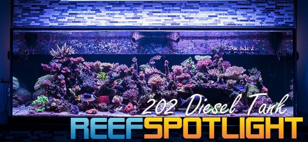 Reef-Spotlight-600x277.jpg