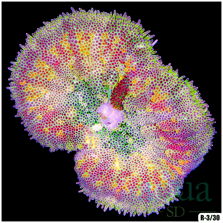 Rosy_20Radiance_20Anemone_20-_20_35_20_10_20-_20AD8F2546E.png