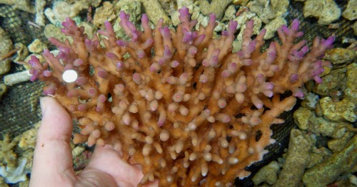eddie-coral-adventures.blogspot.com