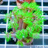Neon_Goniopora_Frags_Was_32_Now_16_160x160.jpg