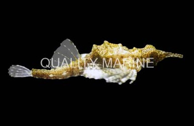 www.qualitymarine.com