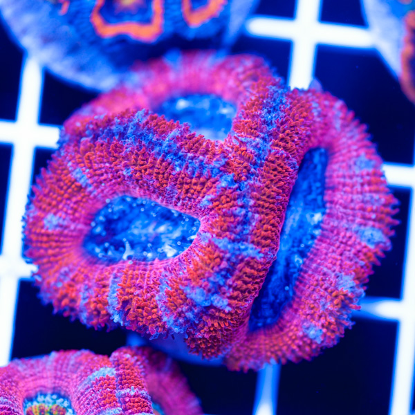Awesome Aussie Acan #1