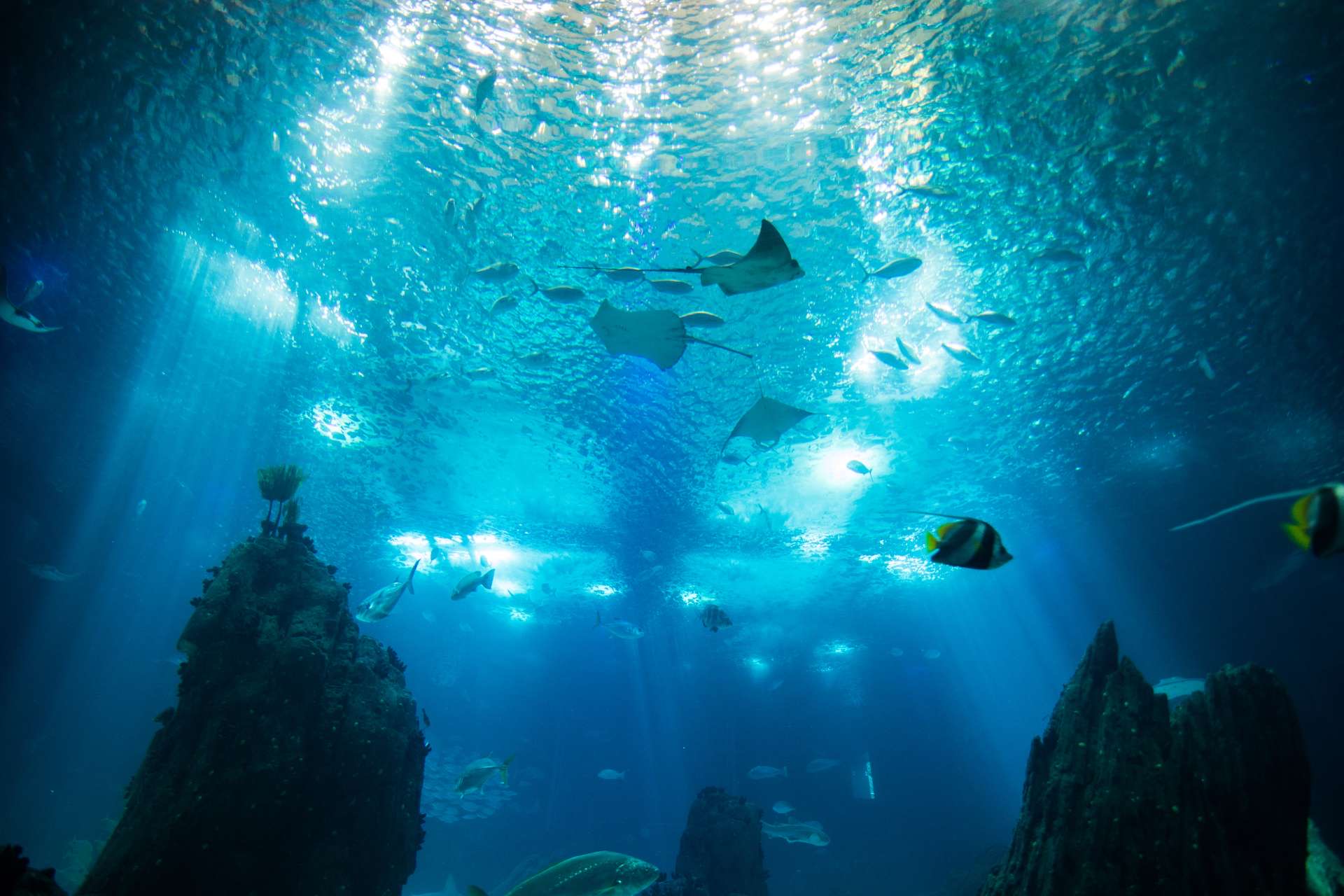 amazonas_500_public_aquarium_reef_tank.jpg