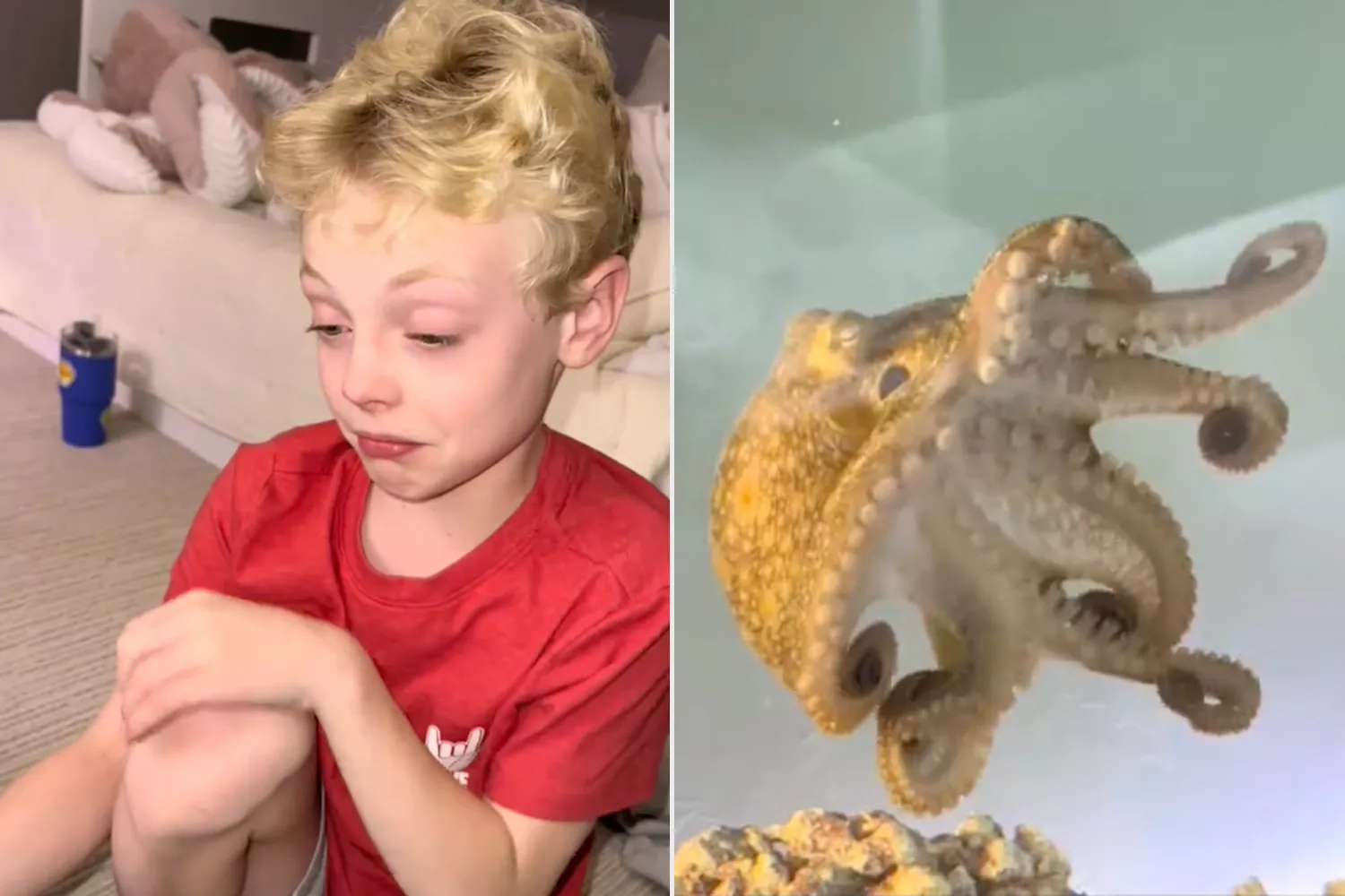 Dad gets son octopus and it lays eggs