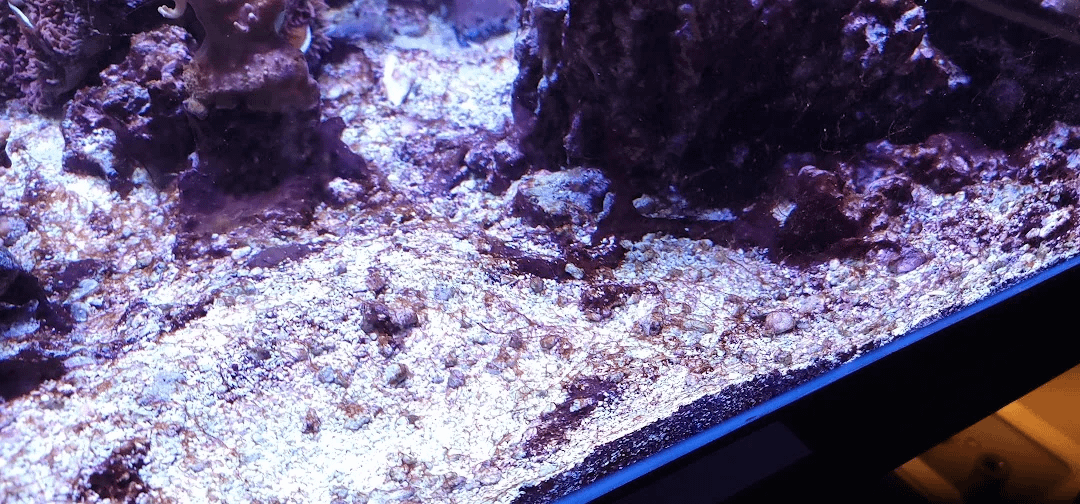 r/ReefTank - After dealing with cyano for months, i decided to treat my tank with chemiclean. It killed the cyano, my gift was dino's (brown strings)