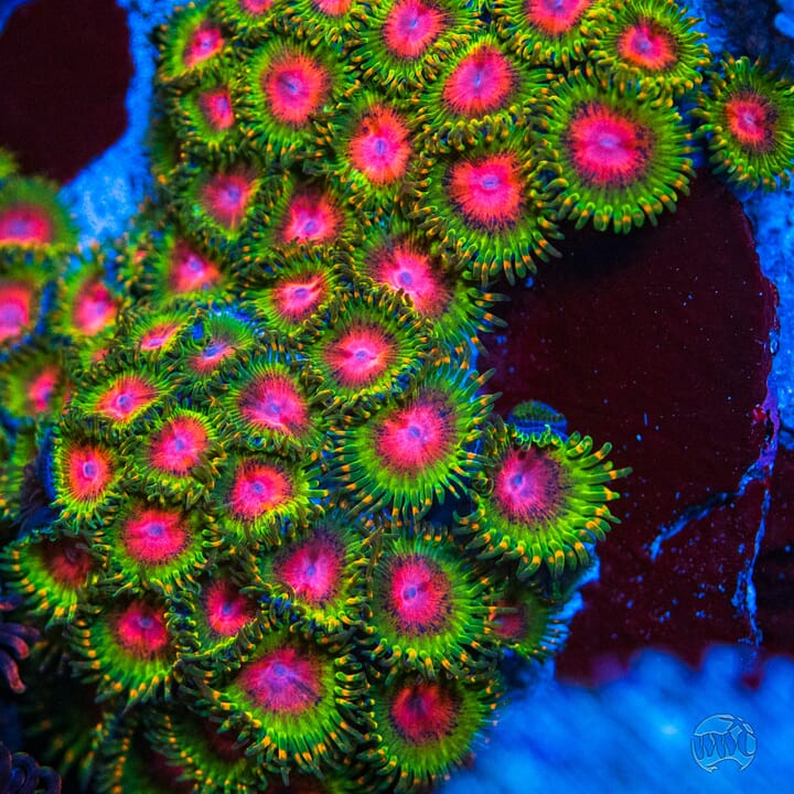 Awesome_Blossom_Zoanthids.jpg