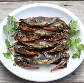 maryland-soft-shell-crabs.jpg