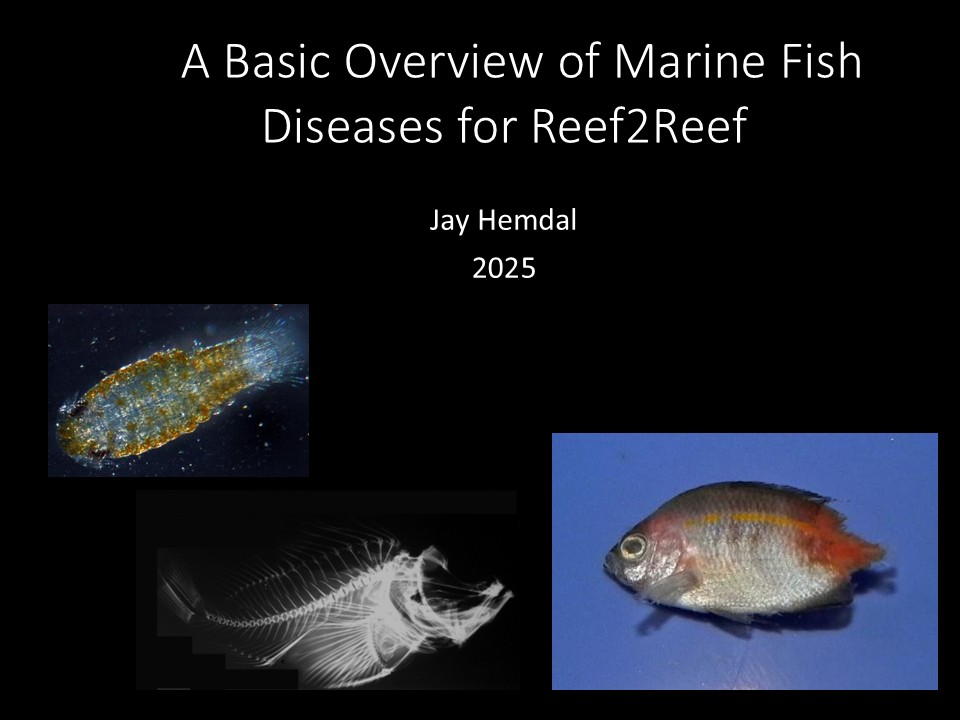 www.reef2reef.com