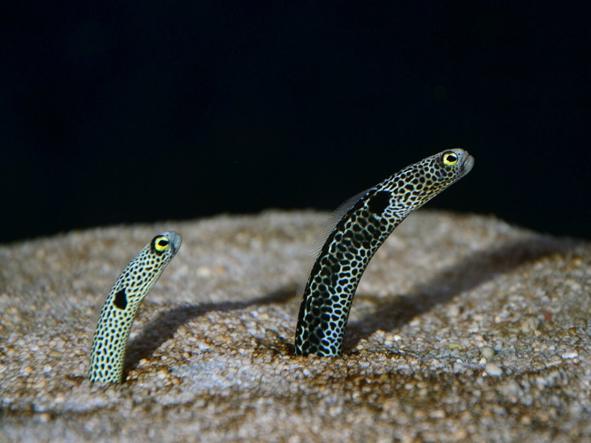 www.reef2reef.com