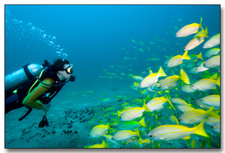 diver-meets-fish.jpg