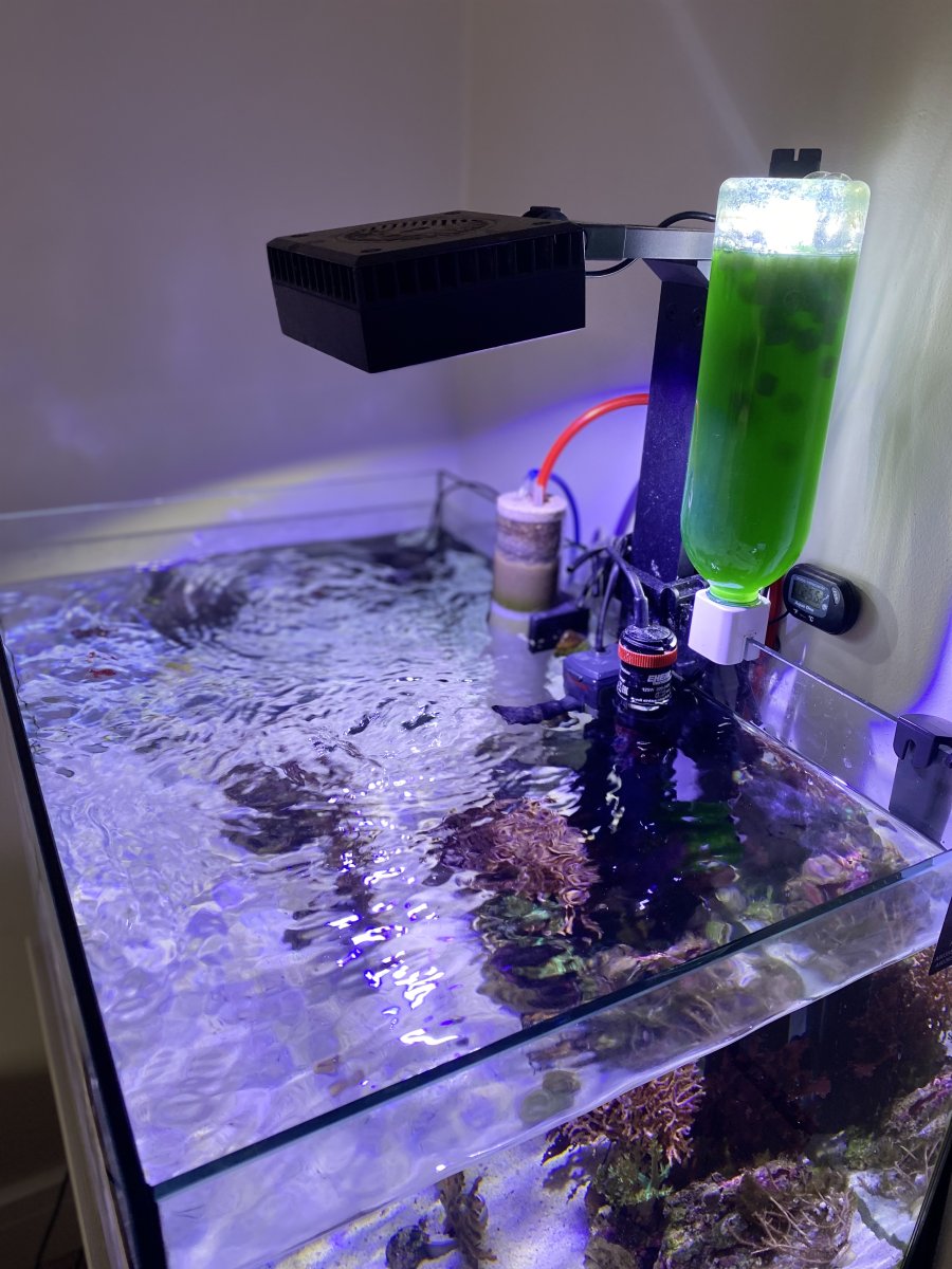 How to automate a phytoplankton culture  REEF2REEF Saltwater and Reef  Aquarium Forum