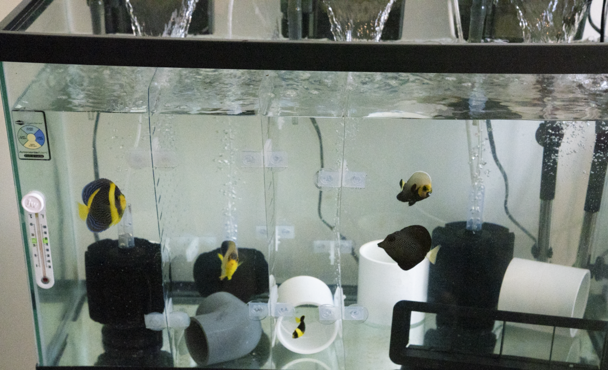 10 Gallon Saltwater Quarantine Tank Ape Aquarium Fish