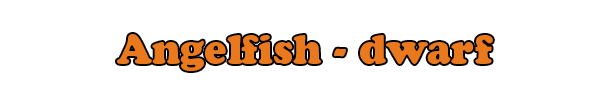 angelfish dwarf sign.png