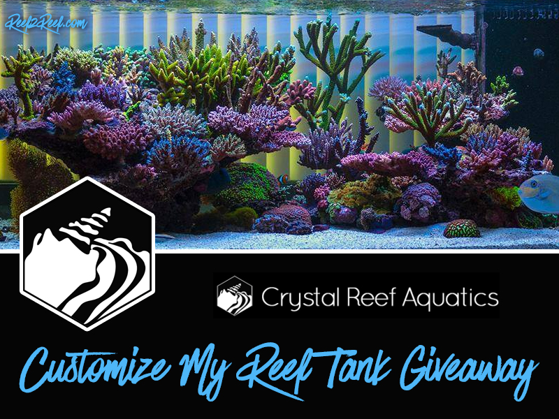 Crystal Reef Tank Giveaway2.jpg