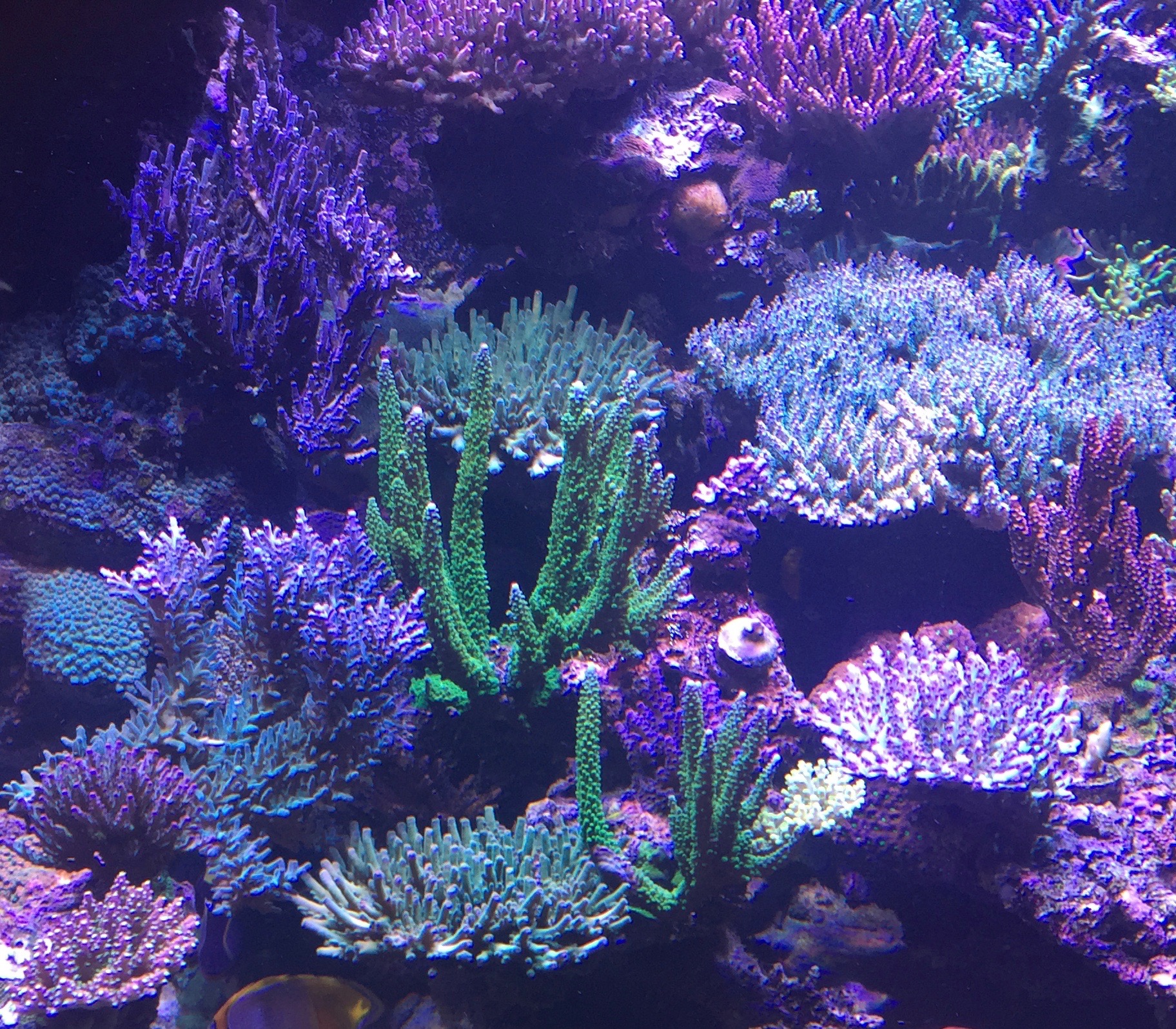 Tips and Tricks (No Secrets) | Reef2Reef