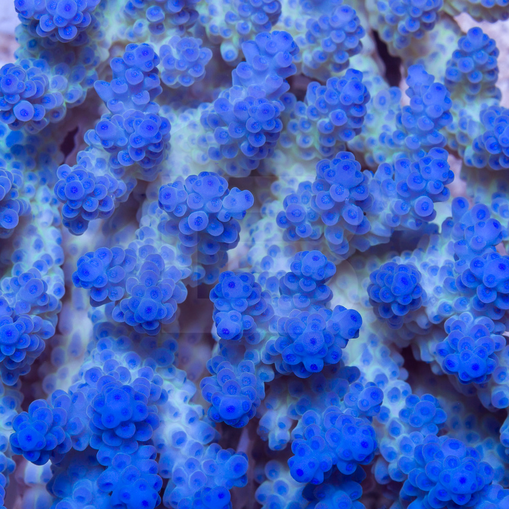 !!!TOTAL PHOTOGRAPHIC TRANSPARANCY!!! | Reef2Reef