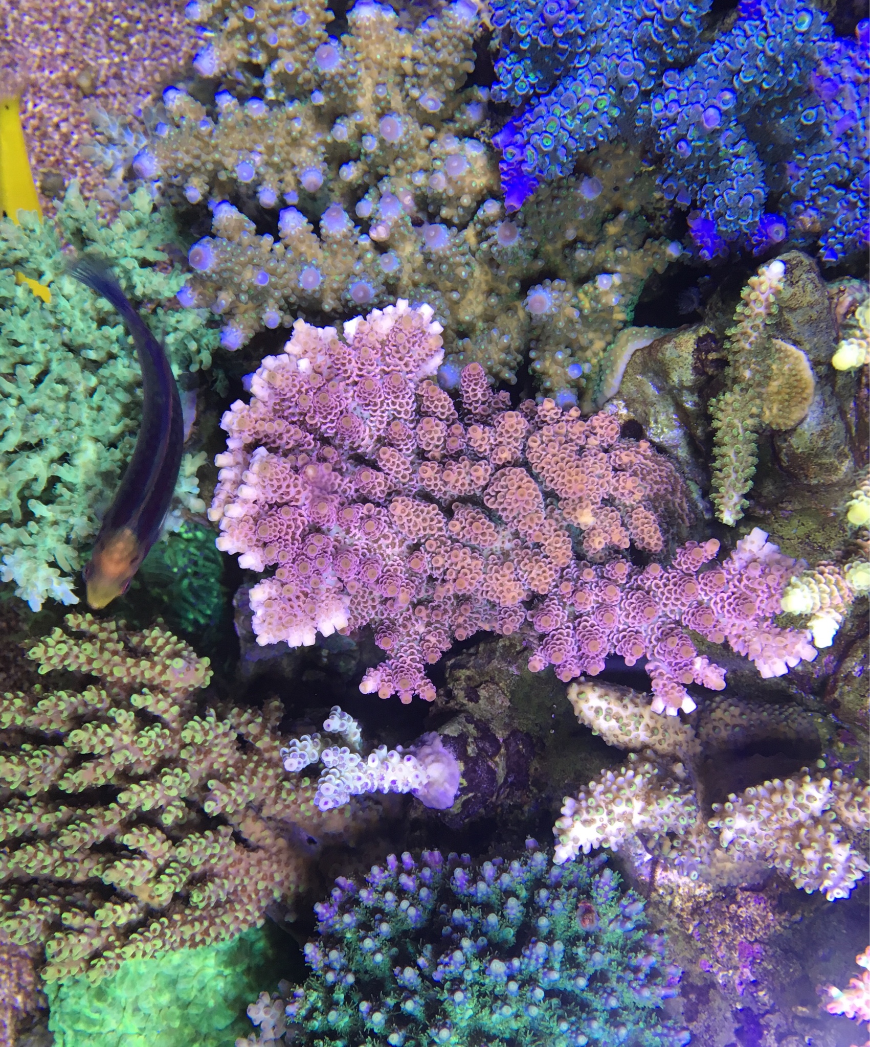 www.reef2reef.com