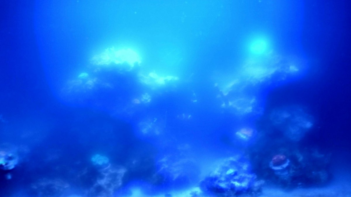 Beginner Topic - Why Is My Saltwater Aquarium Water Cloudy? | REEF2REEF Saltwater and Reef Aquarium Forum