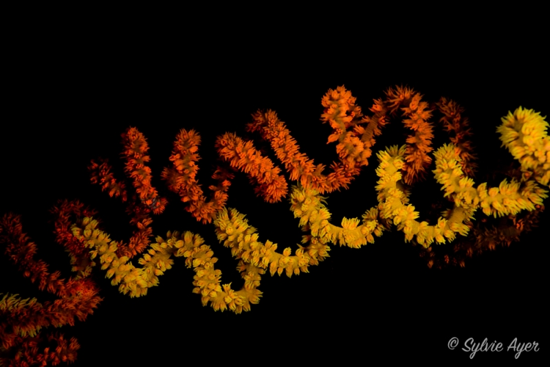 ©-Sylvie-Ayer-Indonesia-Komodo-whip-coral.jpg