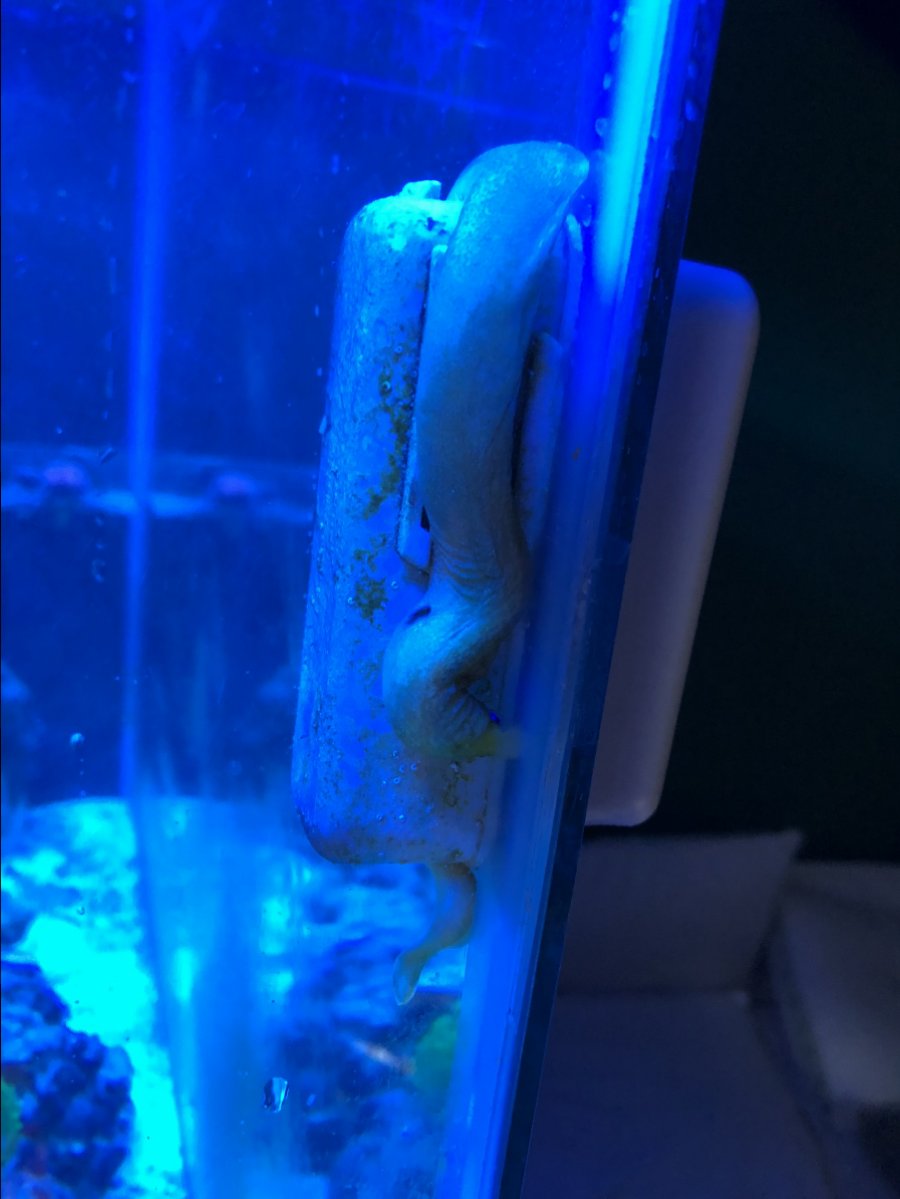 Dwarf golden moray eel | Reef2Reef