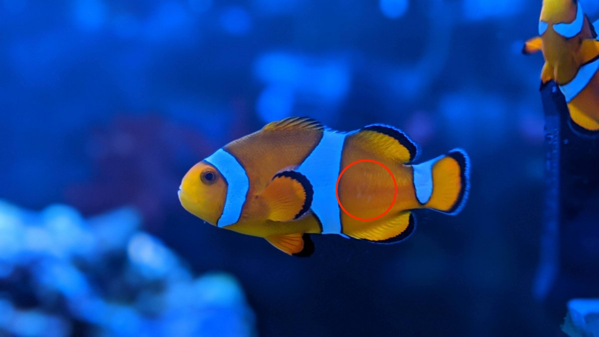 are there blue clown fish