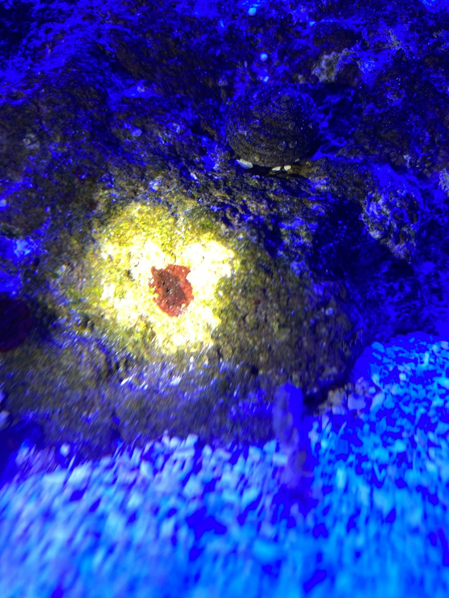 001A09A5-CA23-472D-8AB4-E72054A89F2D.jpeg