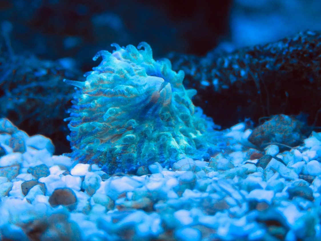 QUESTION OF THE DAY - Have you ever had a cool coral, fish, invert or ...