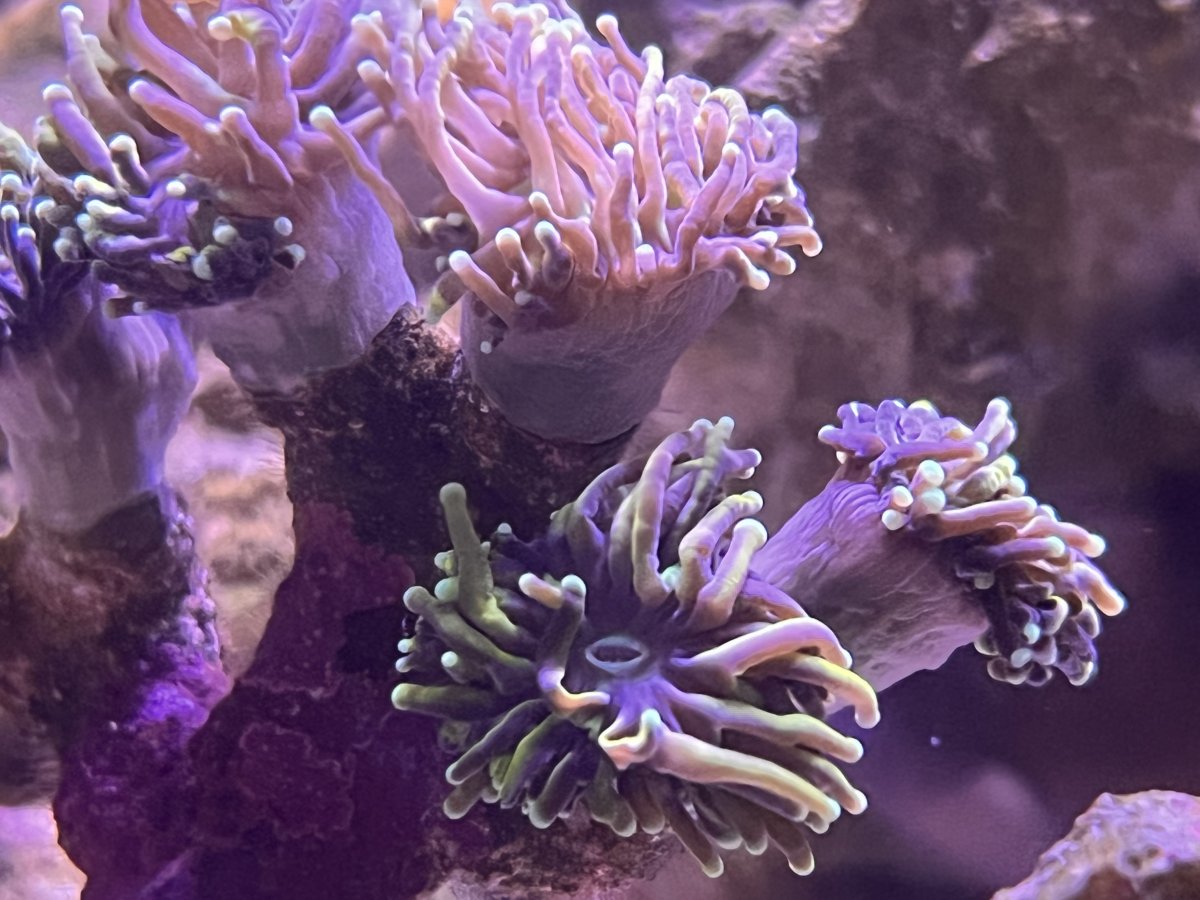 Build Thread - Scratch’s Reboot..The never ending Itch | Page 7 | Reef2Reef
