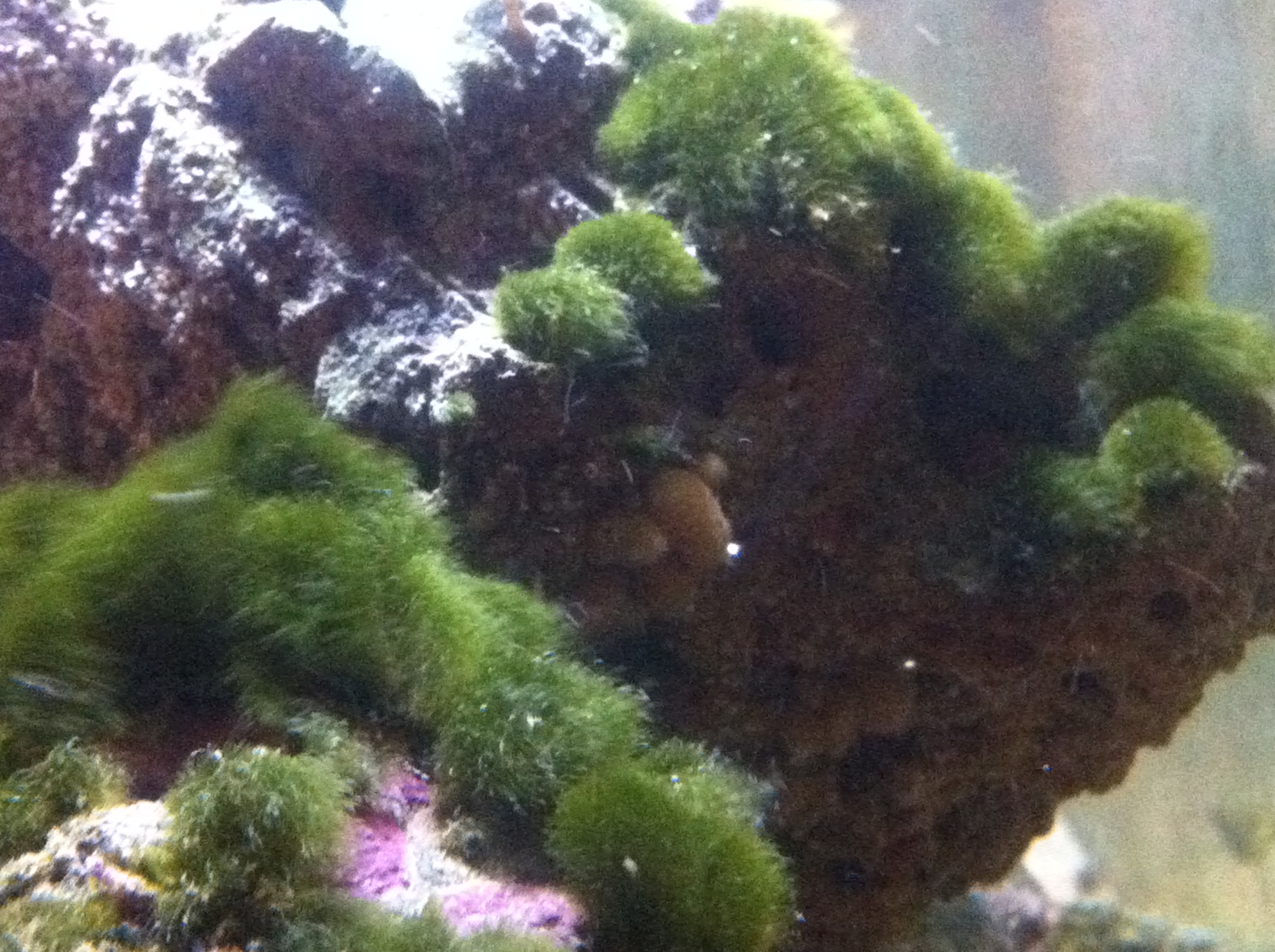 Reef2reef Hydrogen Peroxide