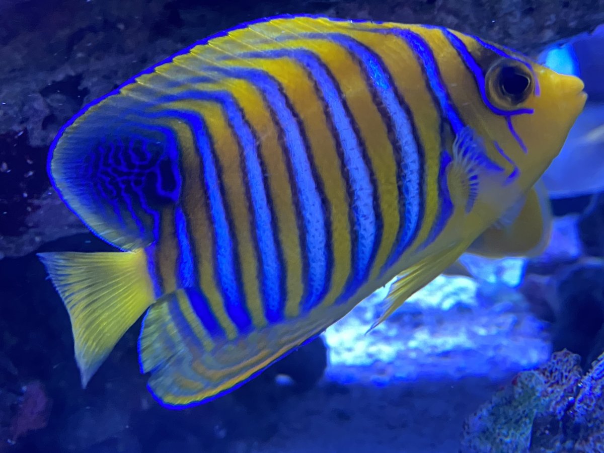 Build Thread - Lost in the Wrasses! Rollercoaster of a Reef Build ...