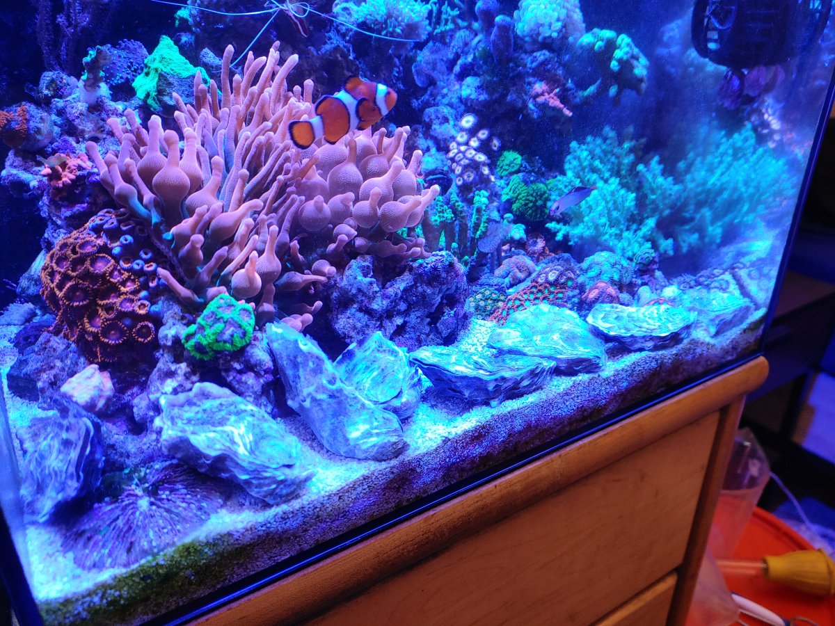 Trying oysters in reef tank REEF2REEF Saltwater and Reef
