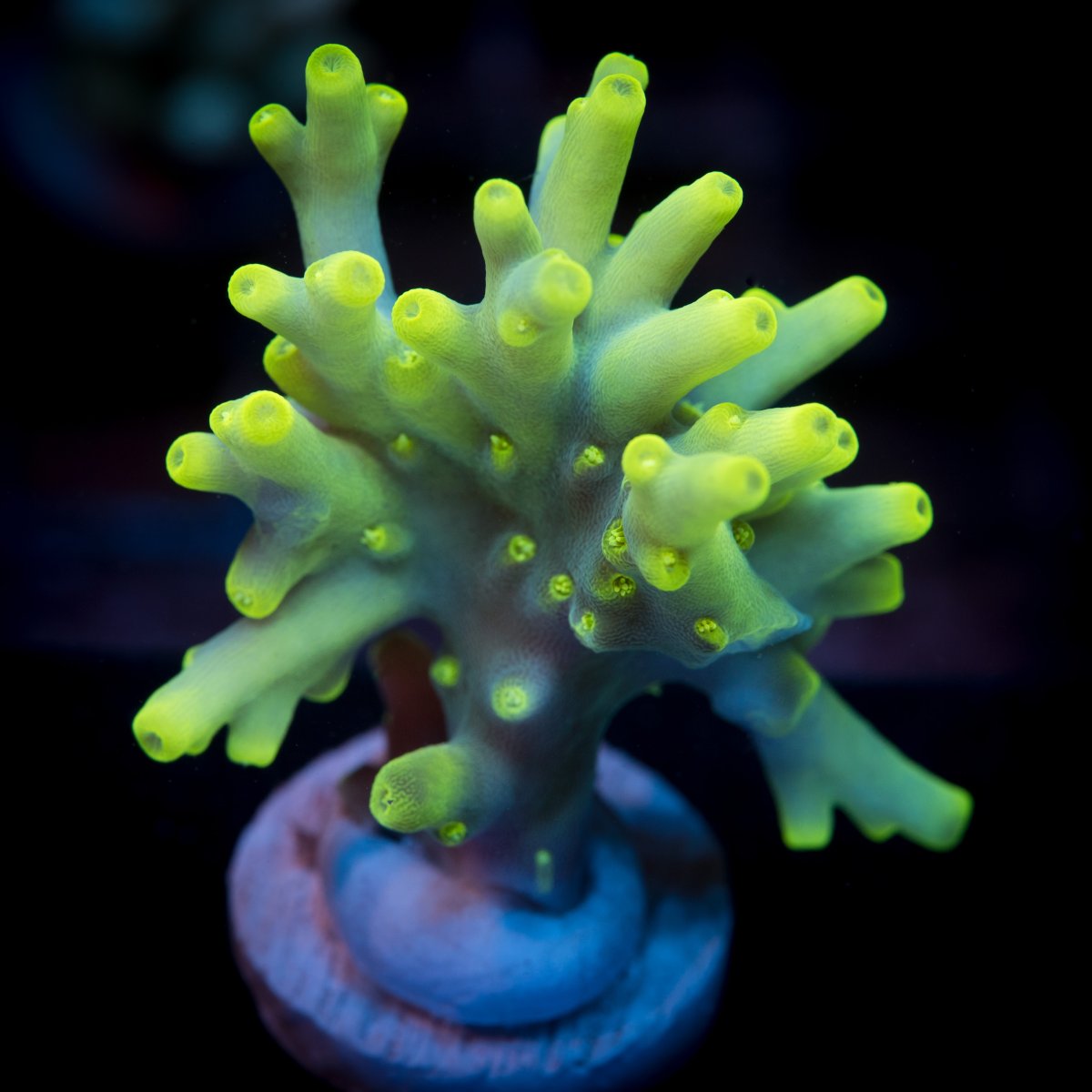 Acro drop!! Best prices around-Take a look! | REEF2REEF Saltwater and ...