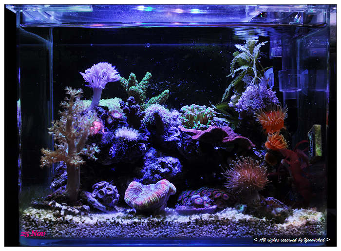 Nano Build Pico Reef Tank 1 5g Reef2reef Saltwater And Reef Aquarium Forum
