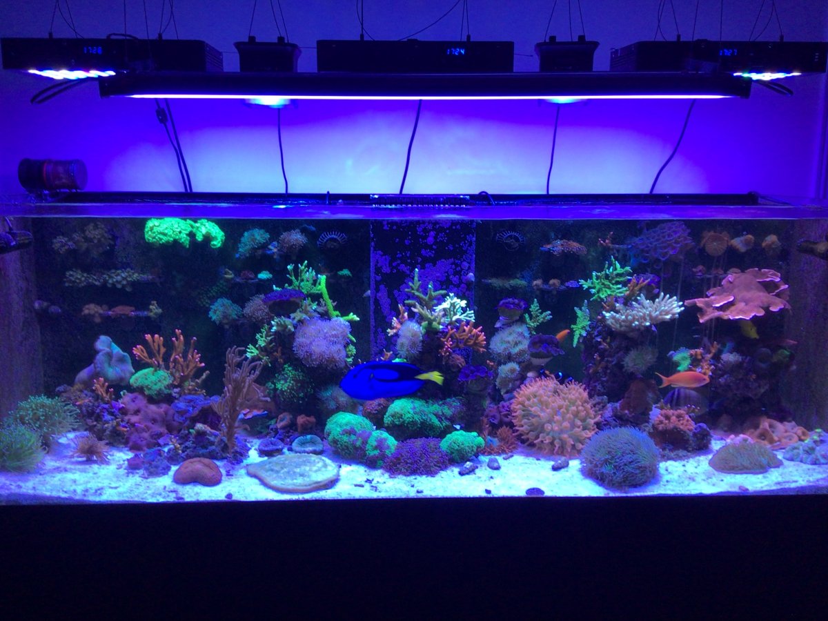 Best led marine sales aquarium lighting uk
