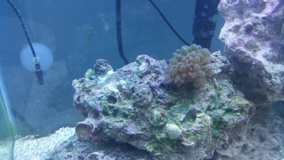 02-12-20 frogspawn.jpg