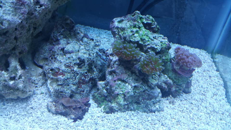 02-12-20 frogspawnhammer.jpg