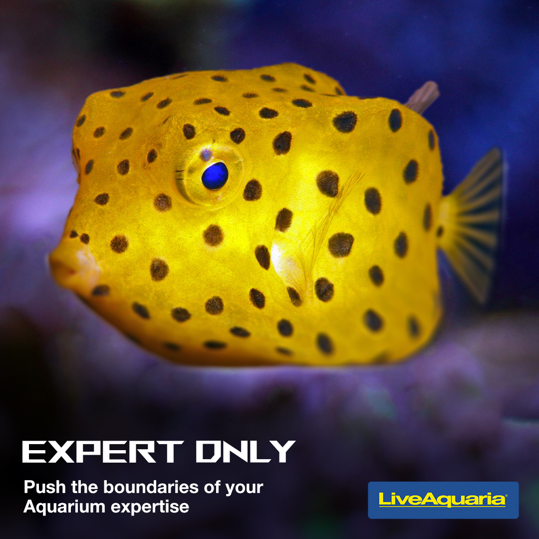 EXPERT ONLY Fish! | Reef2Reef